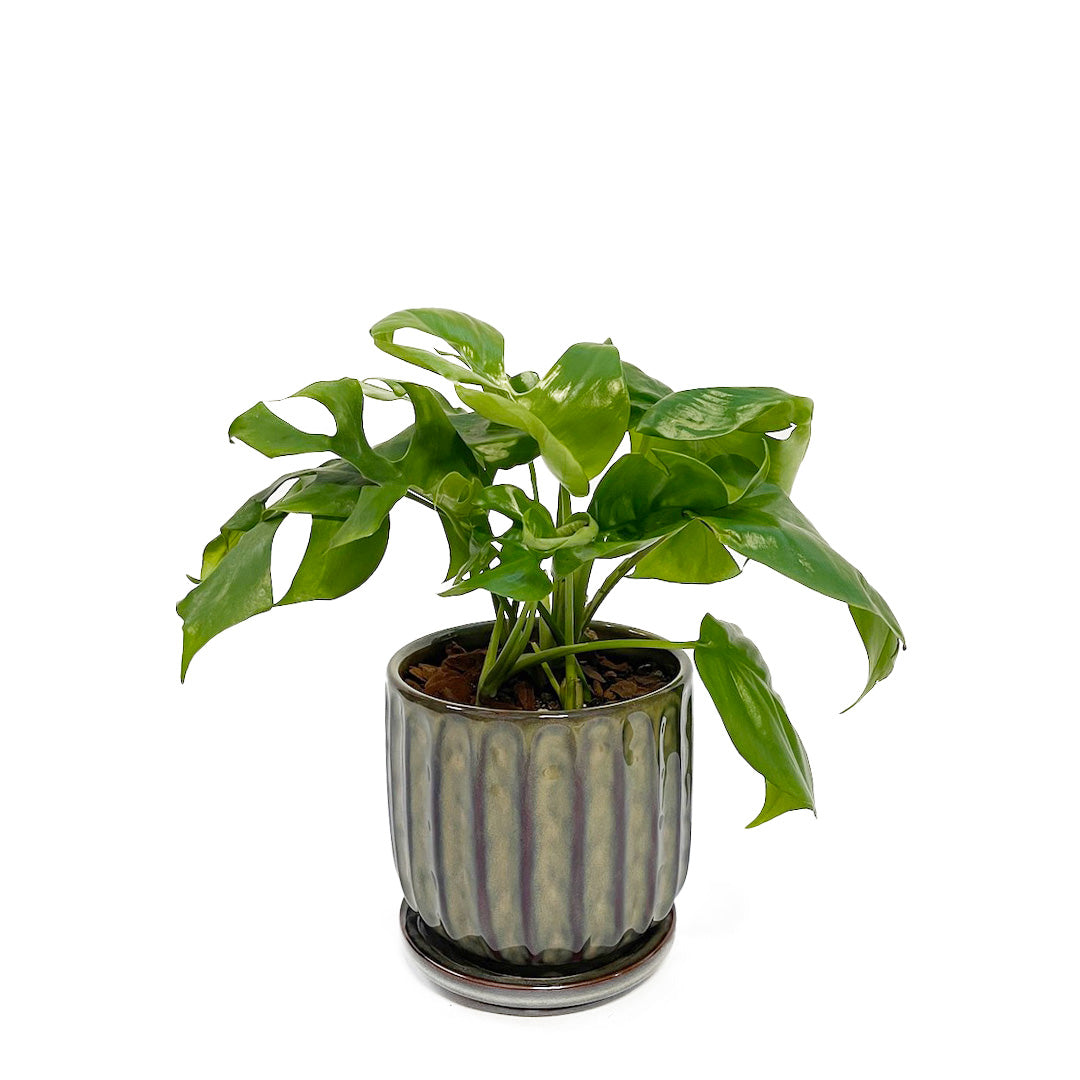 姫モンステラ POT SET / Blooming Ville