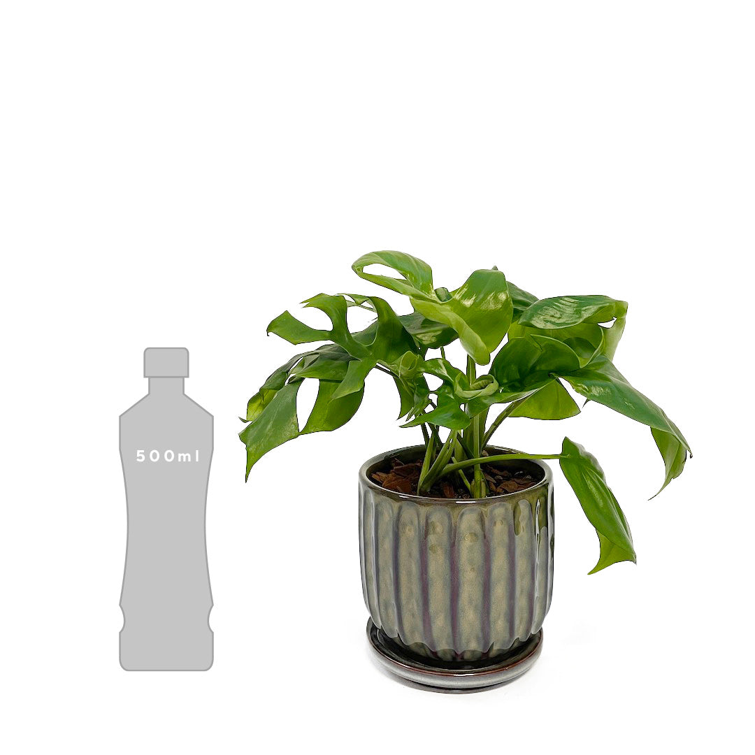姫モンステラ POT SET / Blooming Ville