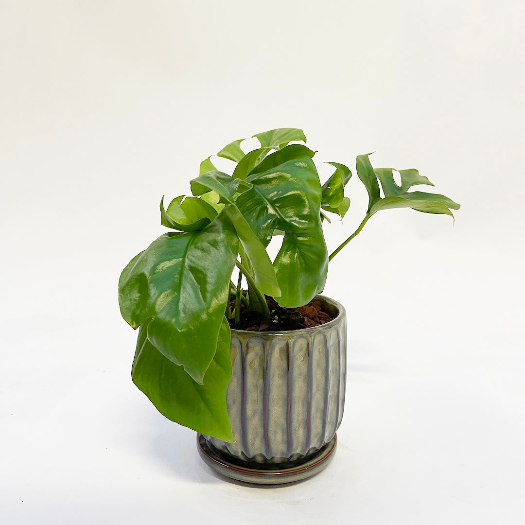 姫モンステラ POT SET / Blooming Ville