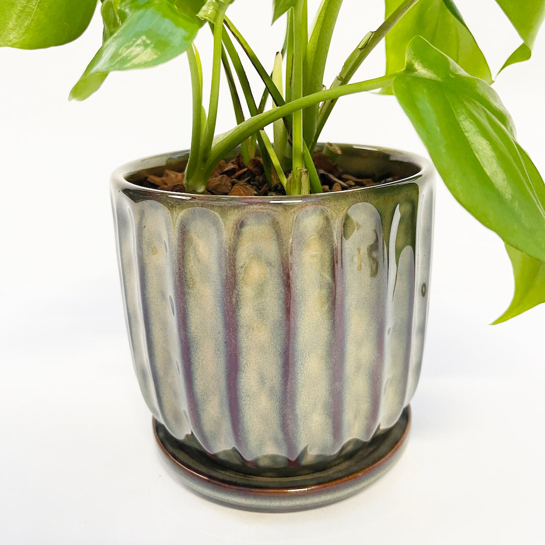 姫モンステラ POT SET / Blooming Ville