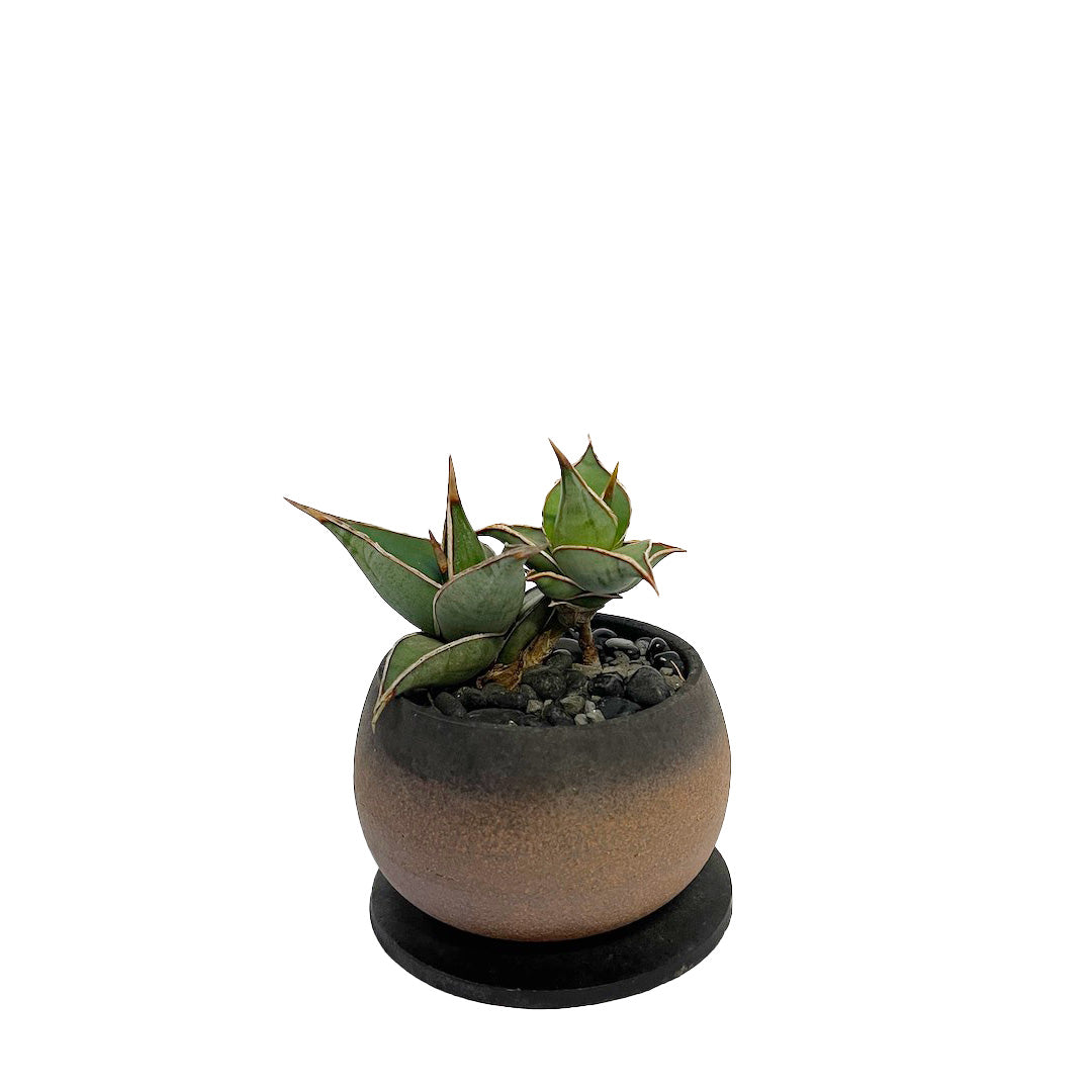 サンスベリア ピングイキュラ POT SET