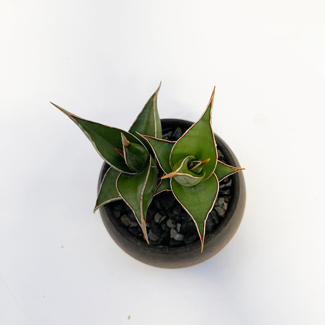 サンスベリア ピングイキュラ POT SET