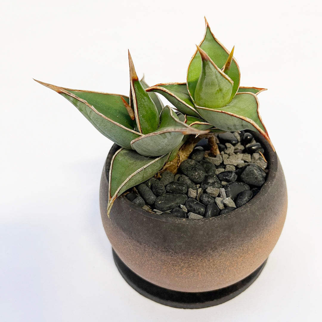 サンスベリア ピングイキュラ POT SET