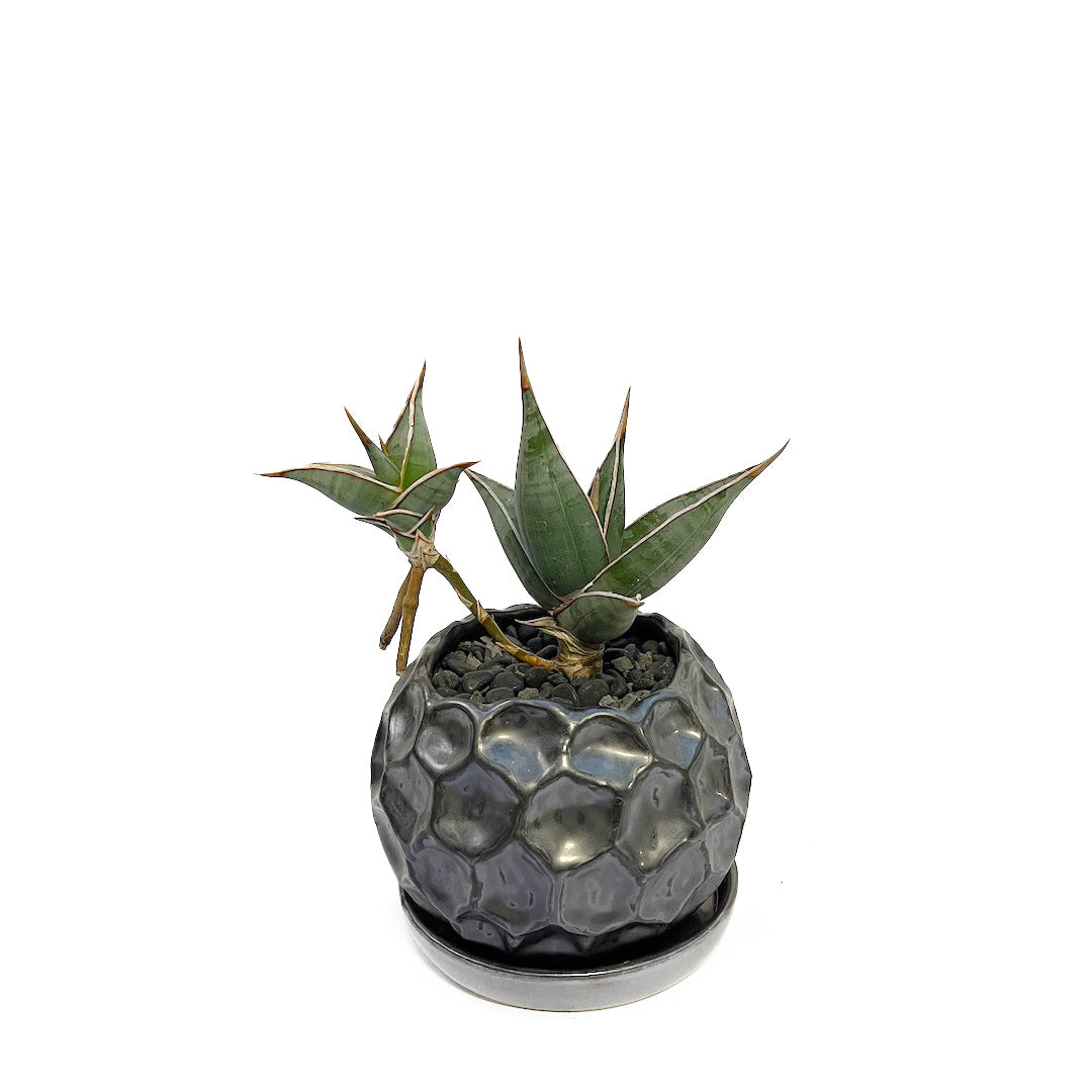 サンスベリア ピングイキュラ POT SET / gr