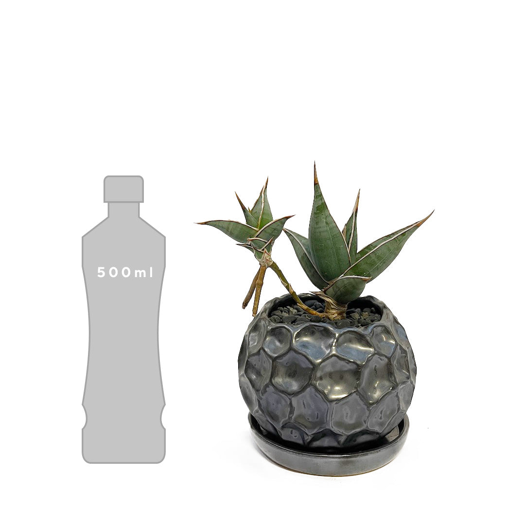 サンスベリア ピングイキュラ POT SET / gr