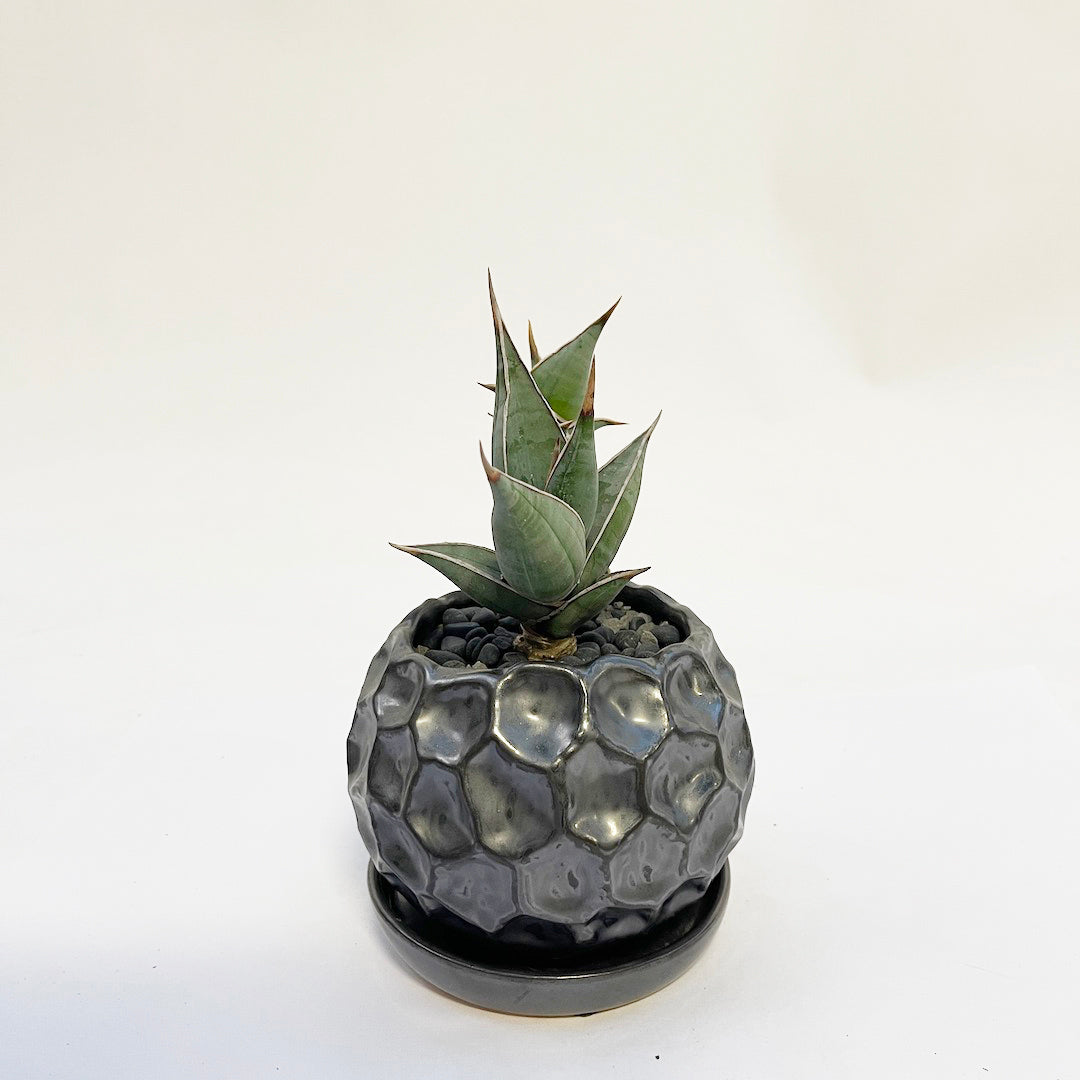 サンスベリア ピングイキュラ POT SET / gr