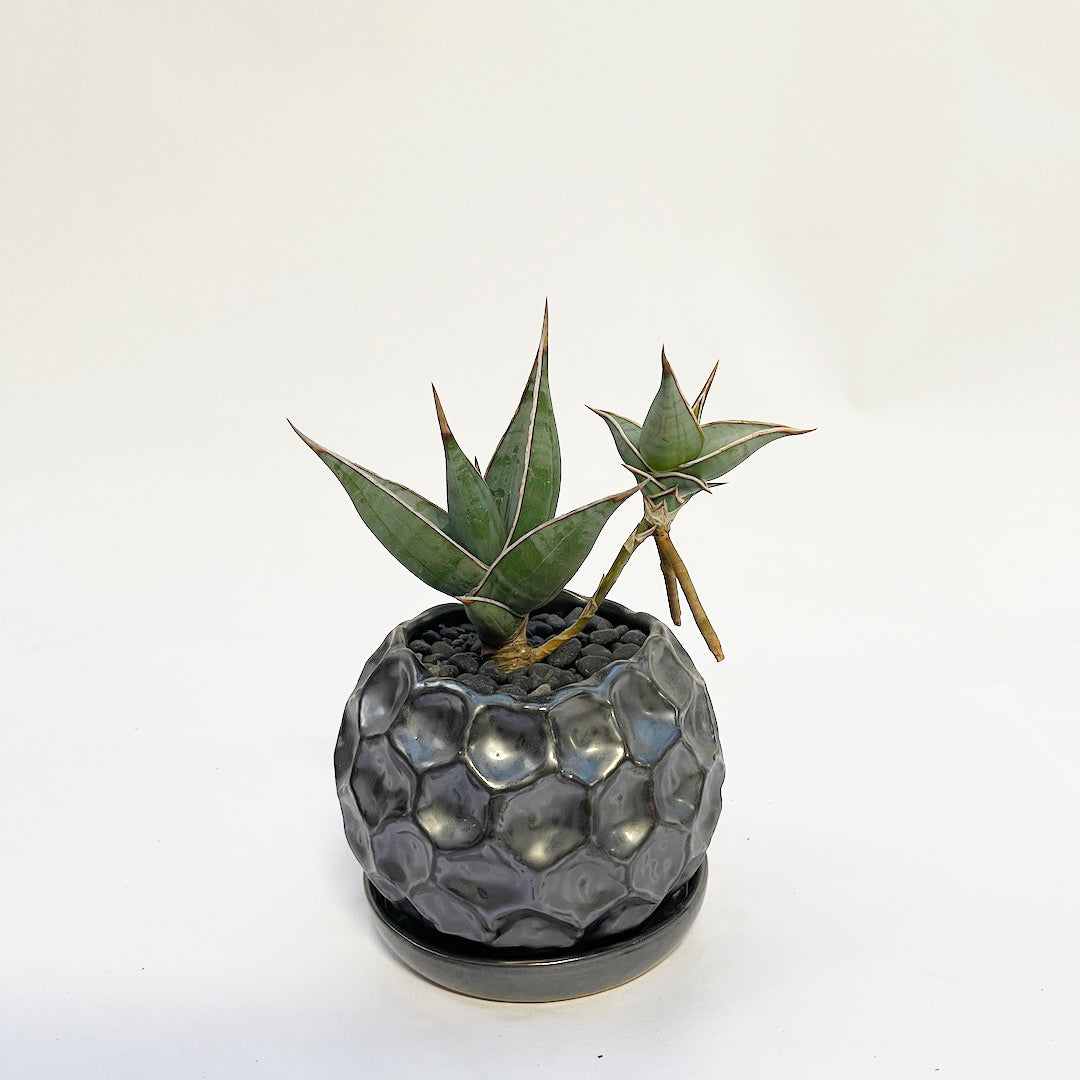 サンスベリア ピングイキュラ POT SET / gr