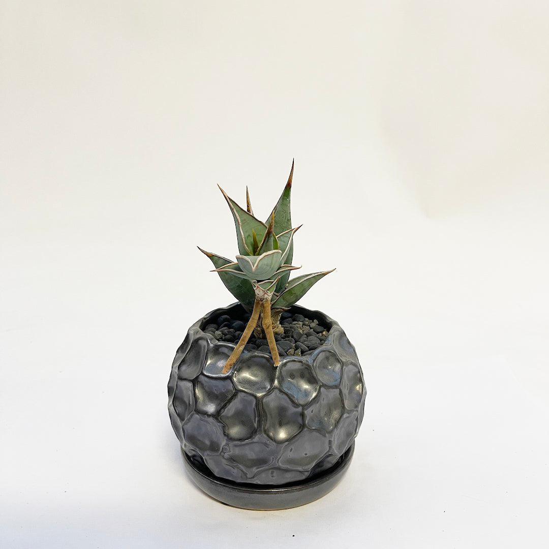 サンスベリア ピングイキュラ POT SET / gr
