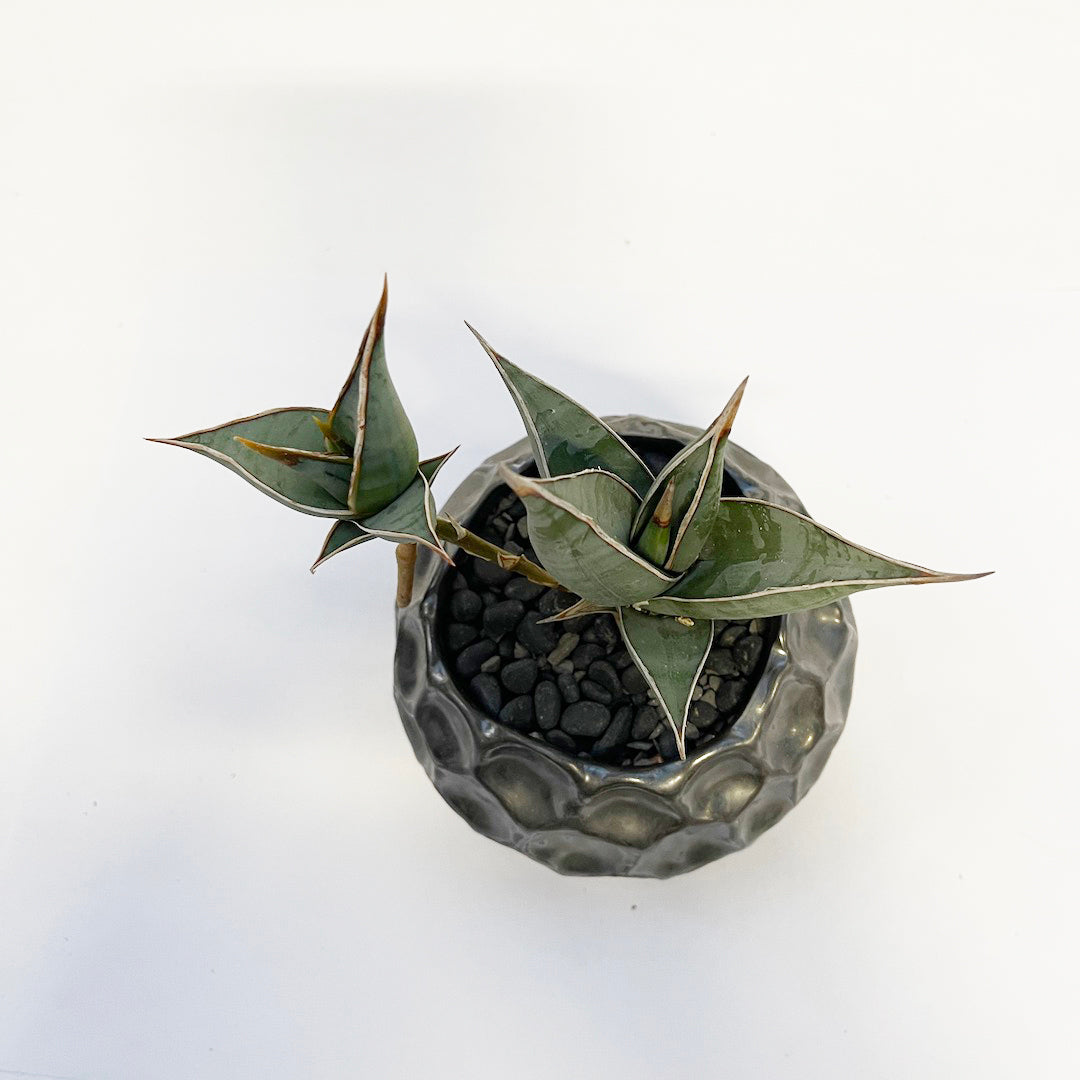 サンスベリア ピングイキュラ POT SET / gr
