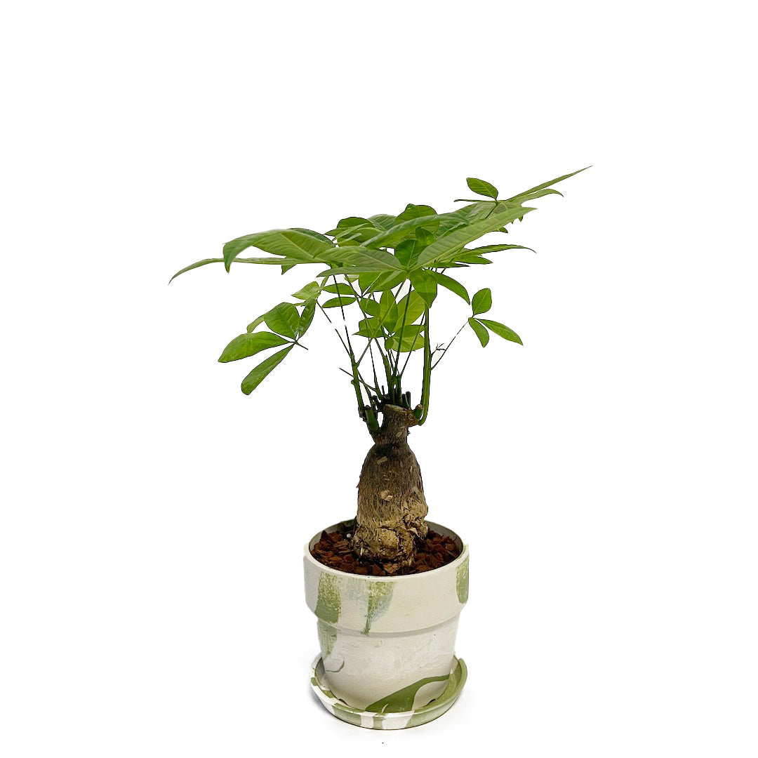 パキラ POT SET / gr
