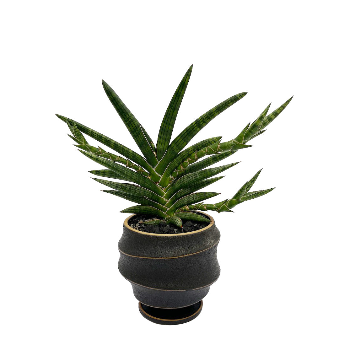 サンスベリア モトムケニア POT SET