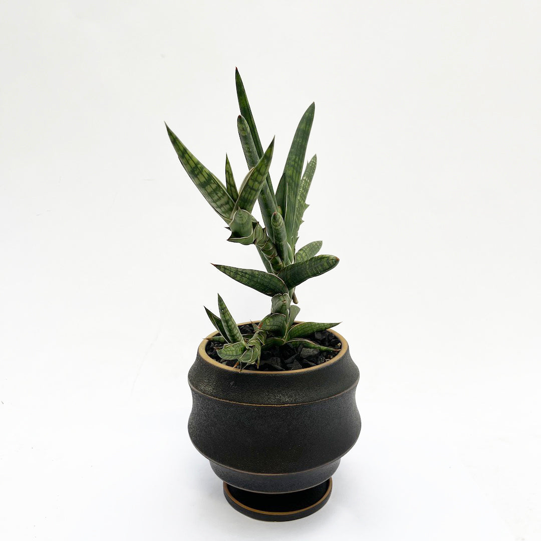 サンスベリア モトムケニア POT SET