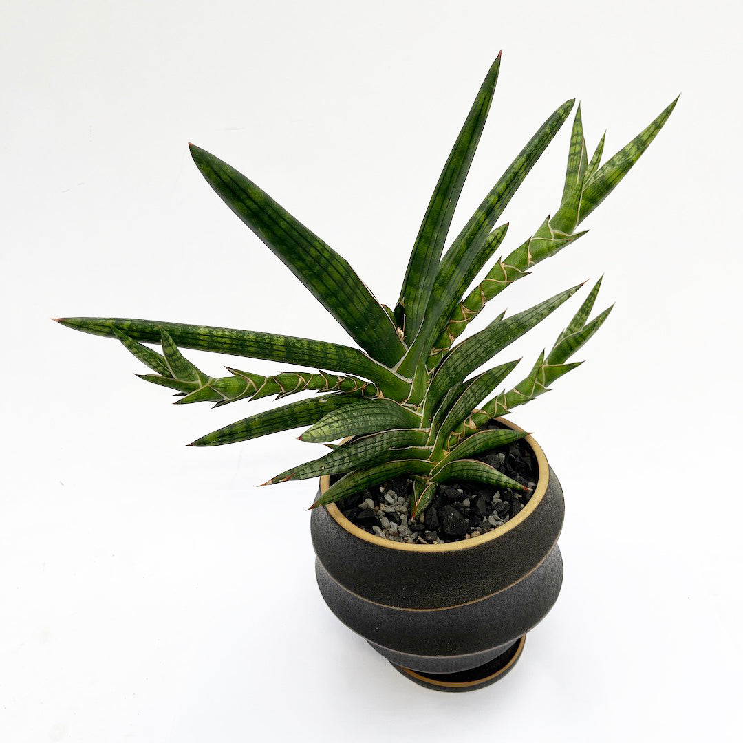 サンスベリア モトムケニア POT SET