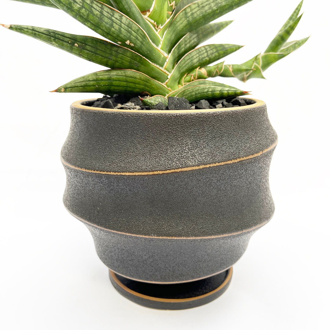 サンスベリア モトムケニア POT SET