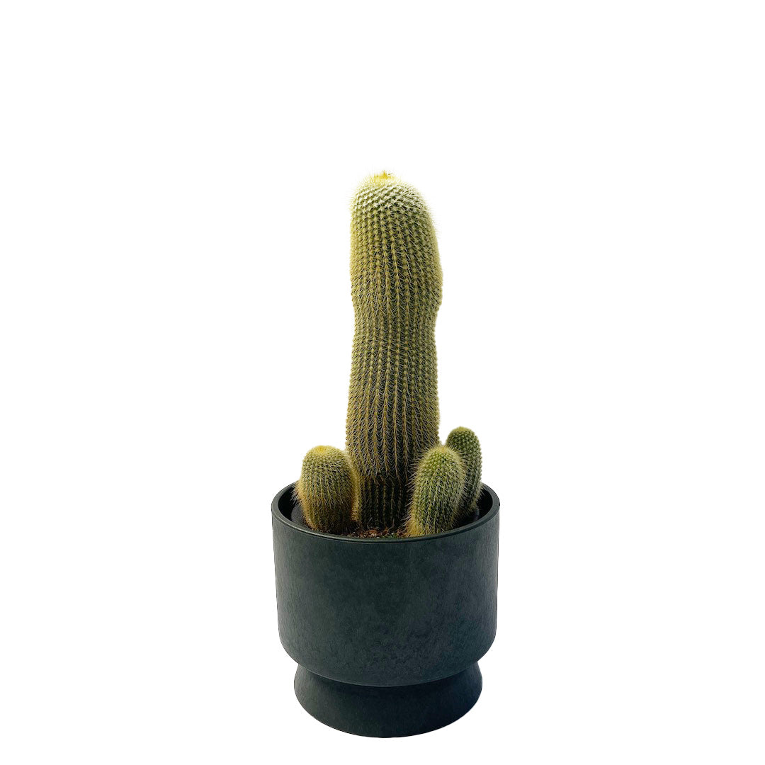 キンコウマル RECYCLED FLOWER POT SET