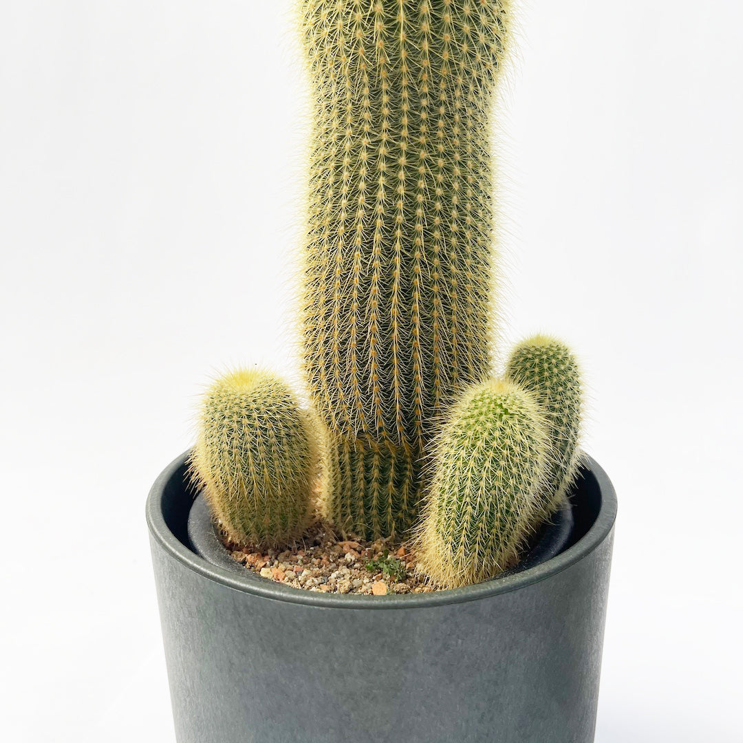 キンコウマル RECYCLED FLOWER POT SET