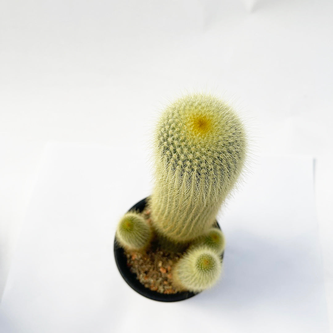 キンコウマル 苗