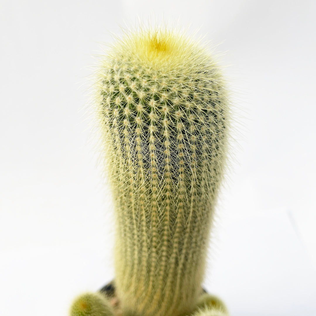 キンコウマル 苗