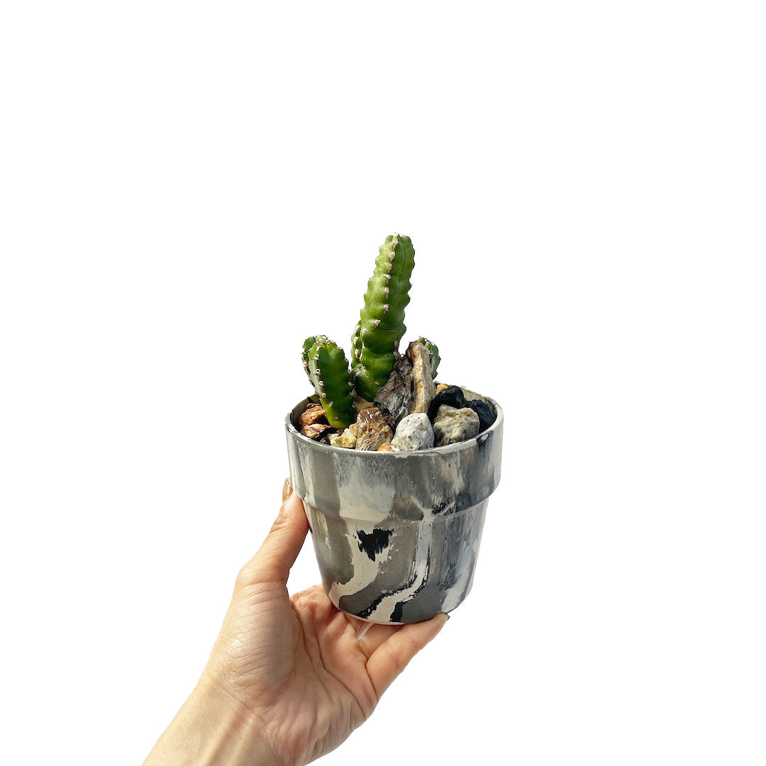 ユーフォルビア マカレンシス POT SET