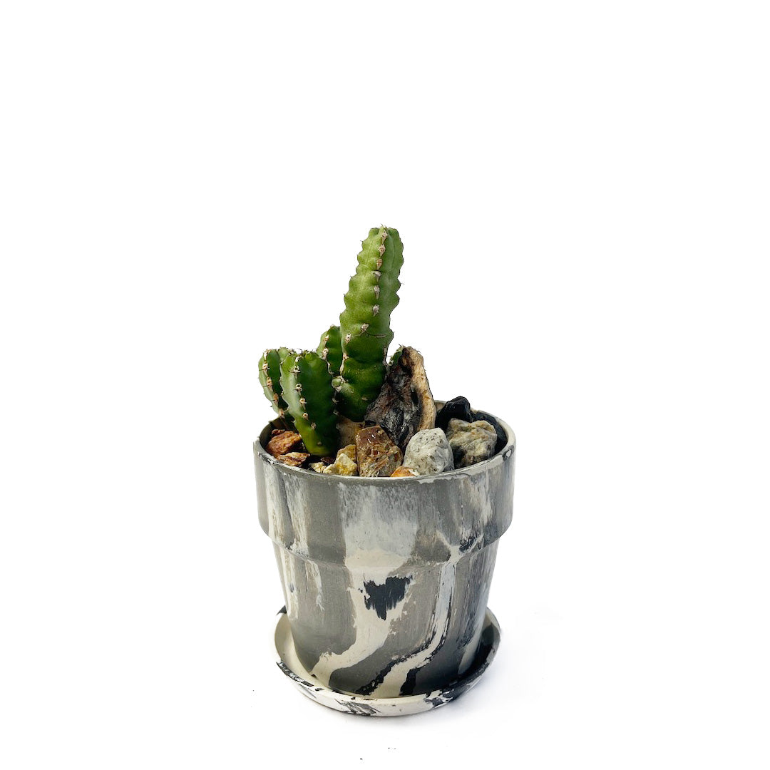 ユーフォルビア マカレンシス POT SET