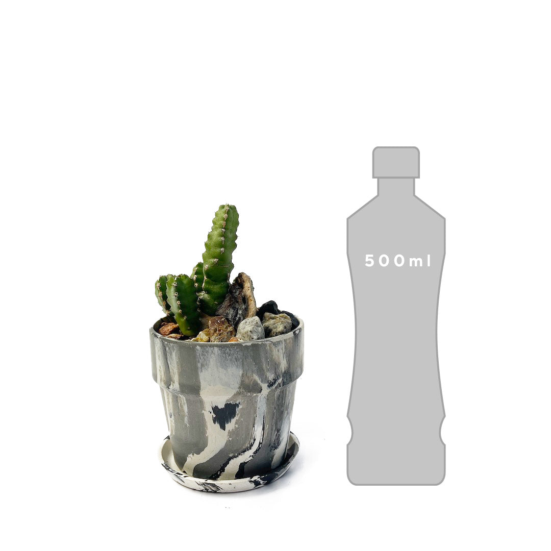 ユーフォルビア マカレンシス POT SET