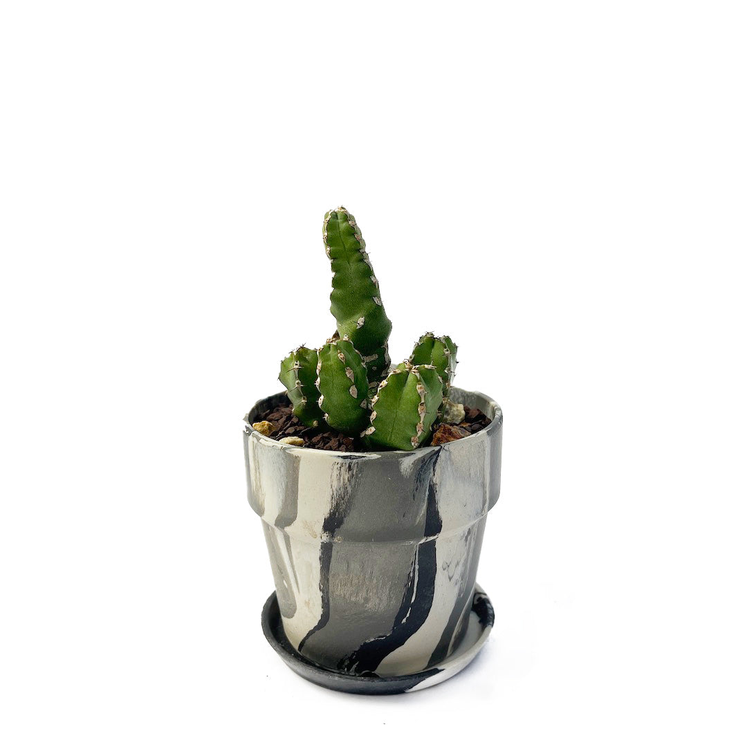 ユーフォルビア マカレンシス POT SET
