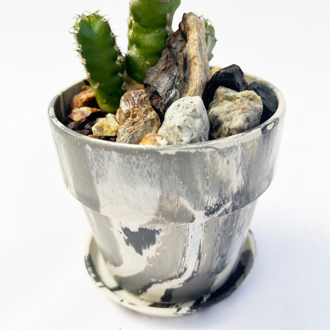 ユーフォルビア マカレンシス POT SET