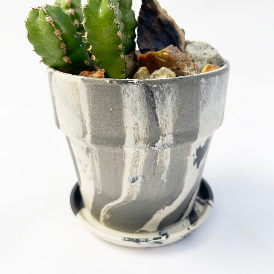 ユーフォルビア マカレンシス POT SET