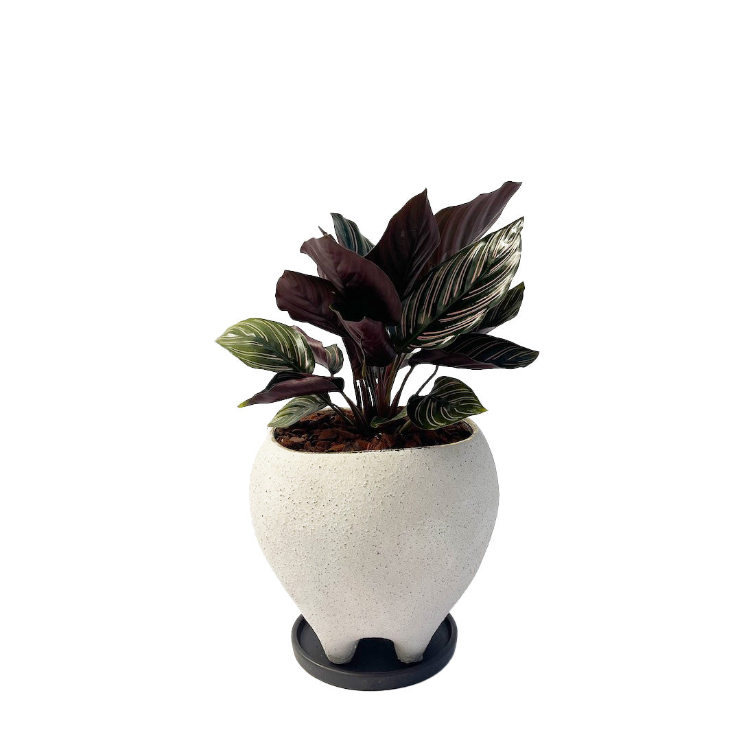カラテア サンデリアーナ POT SET