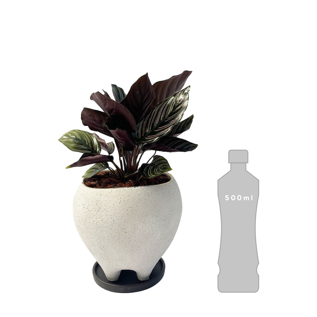 カラテア サンデリアーナ POT SET