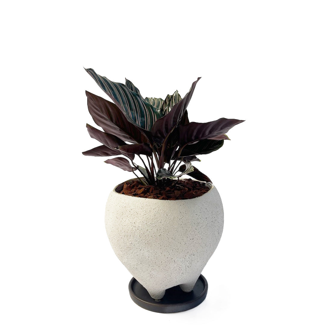 カラテア サンデリアーナ POT SET