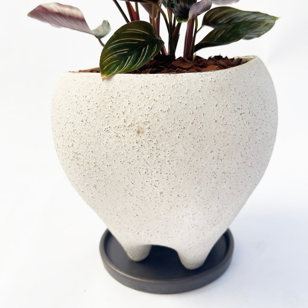 カラテア サンデリアーナ POT SET