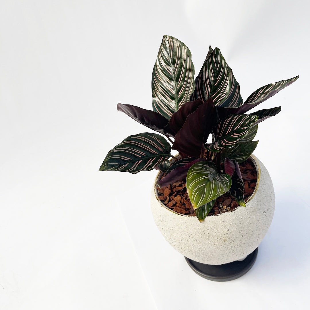 カラテア サンデリアーナ POT SET