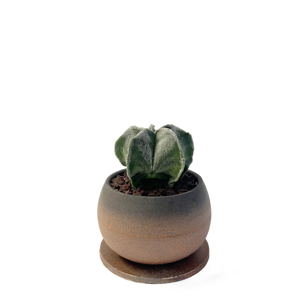 サボテン 鸞鳳玉 POT SET