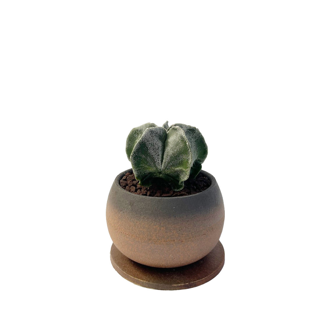 サボテン 鸞鳳玉 POT SET