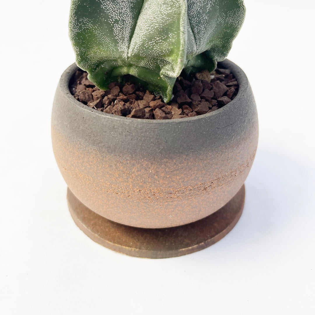 サボテン 鸞鳳玉 POT SET