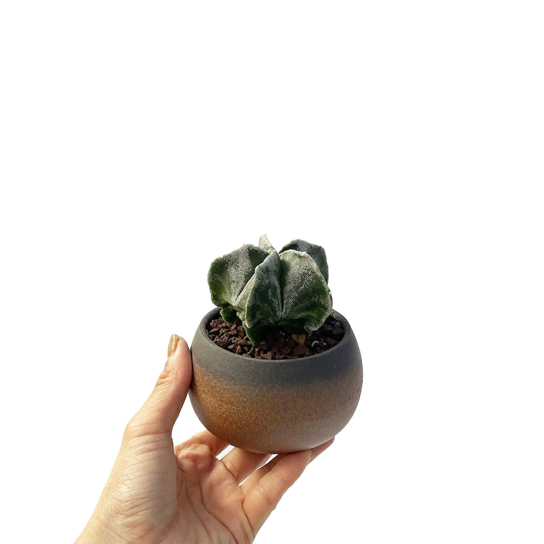 サボテン 鸞鳳玉 POT SET