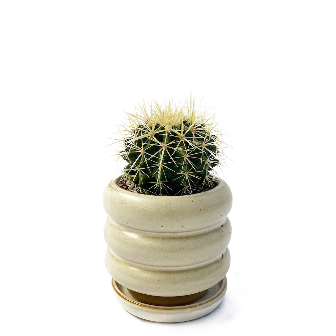 サボテン 金鯱 POT SET