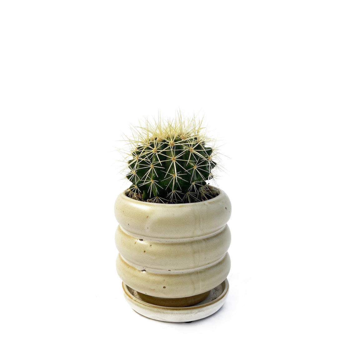 サボテン 金鯱 POT SET