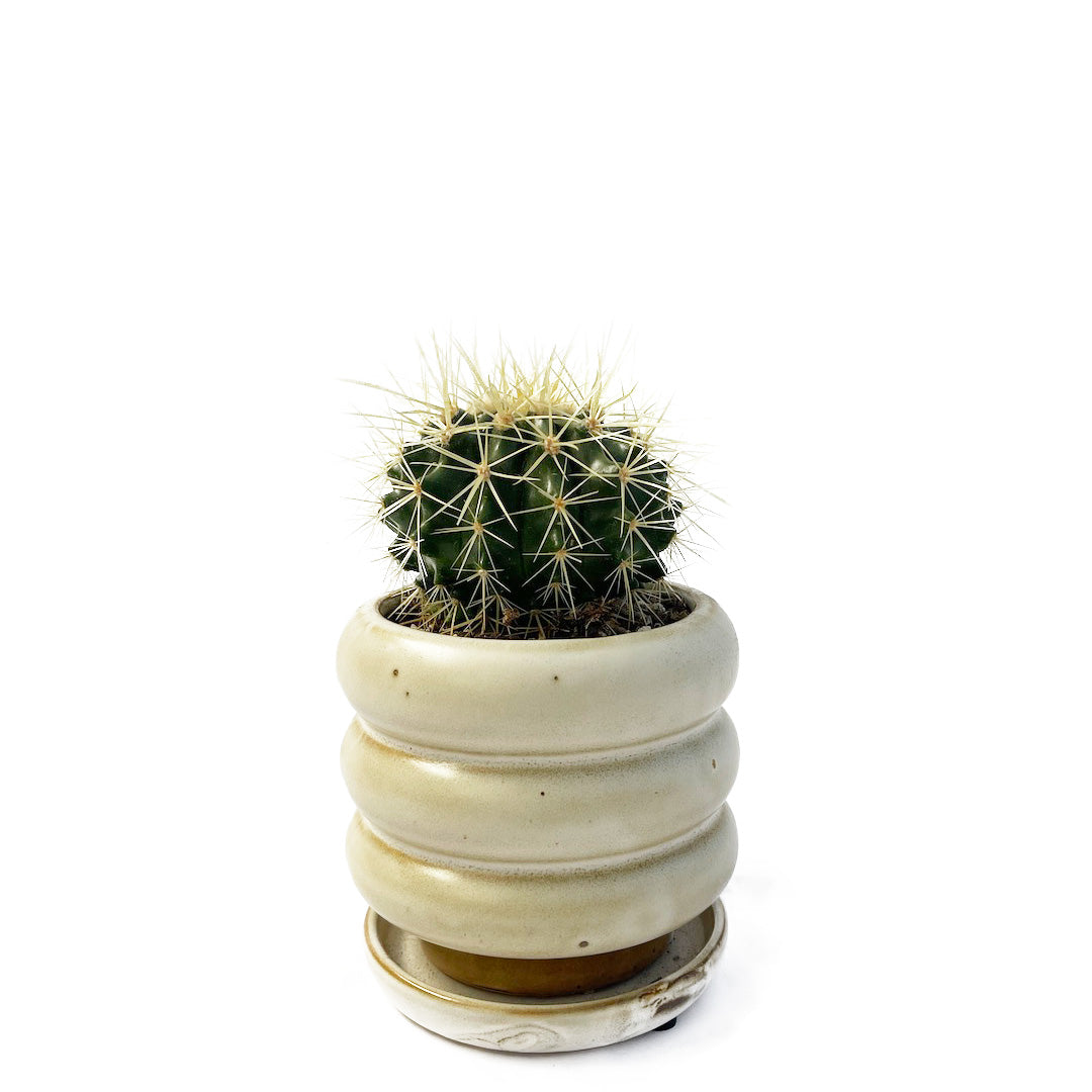 サボテン 金鯱 POT SET