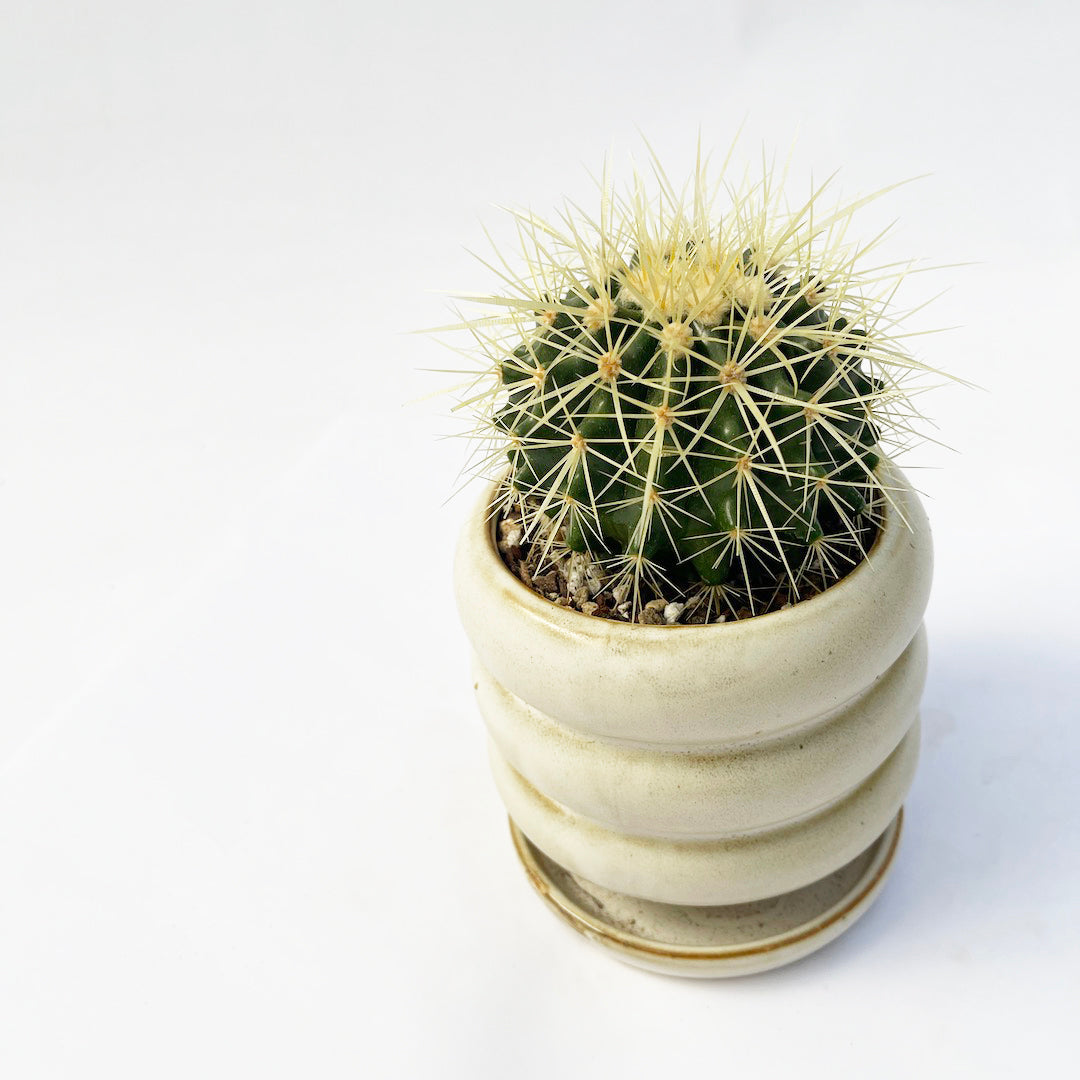サボテン 金鯱 POT SET