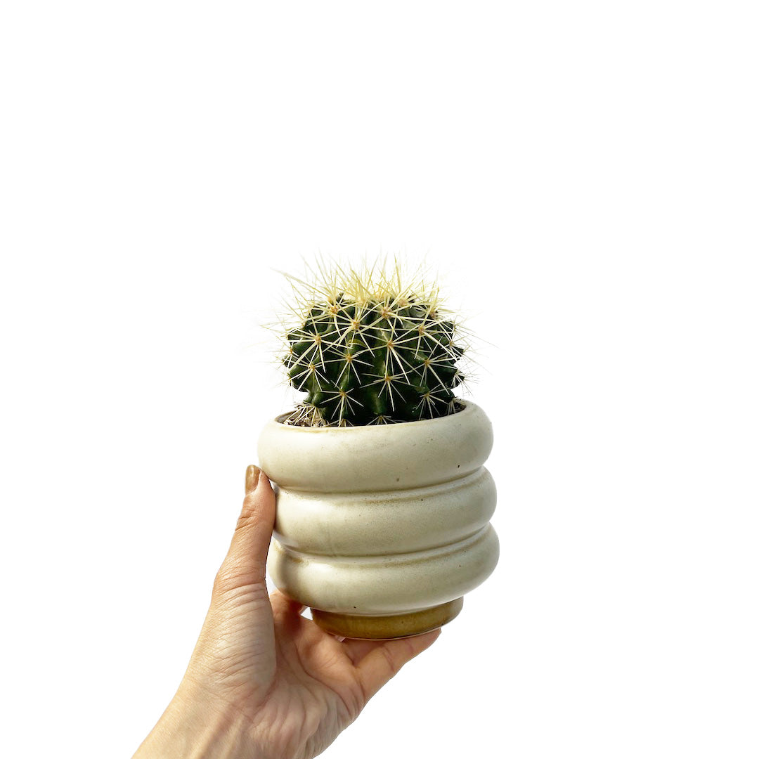 サボテン 金鯱 POT SET