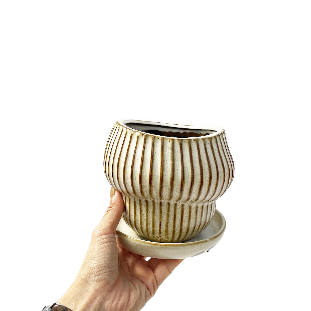 ストライプPOT
