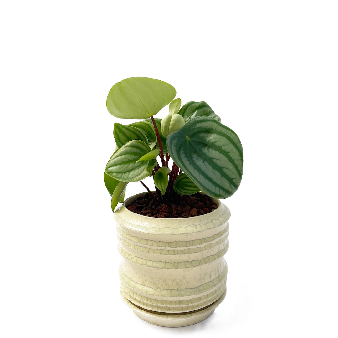 ホワイト POT