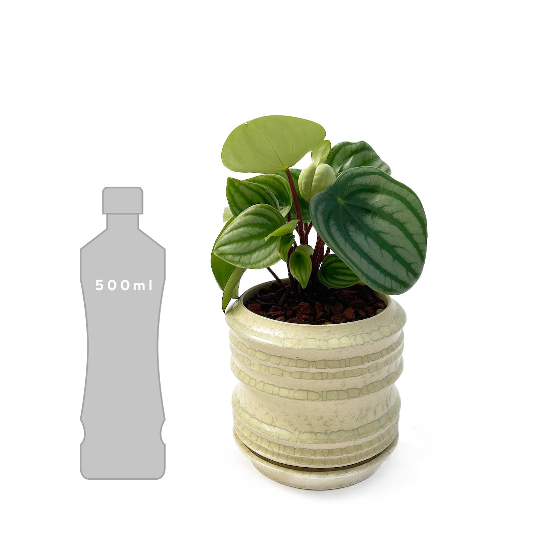 スイカペペロミア POT SET / wh