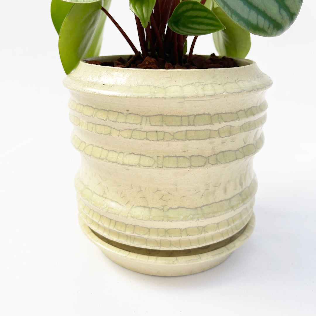 スイカペペロミア POT SET / wh