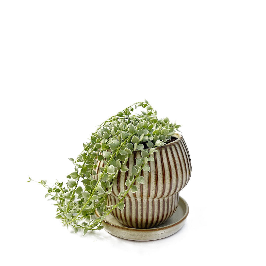 斑入りディスキディア ミリオンハート POT SET