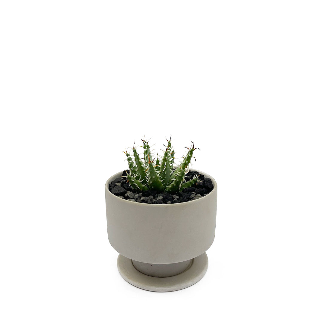アロエ エリナケア POT SET
