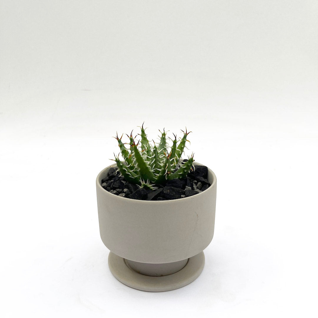 アロエ エリナケア POT SET