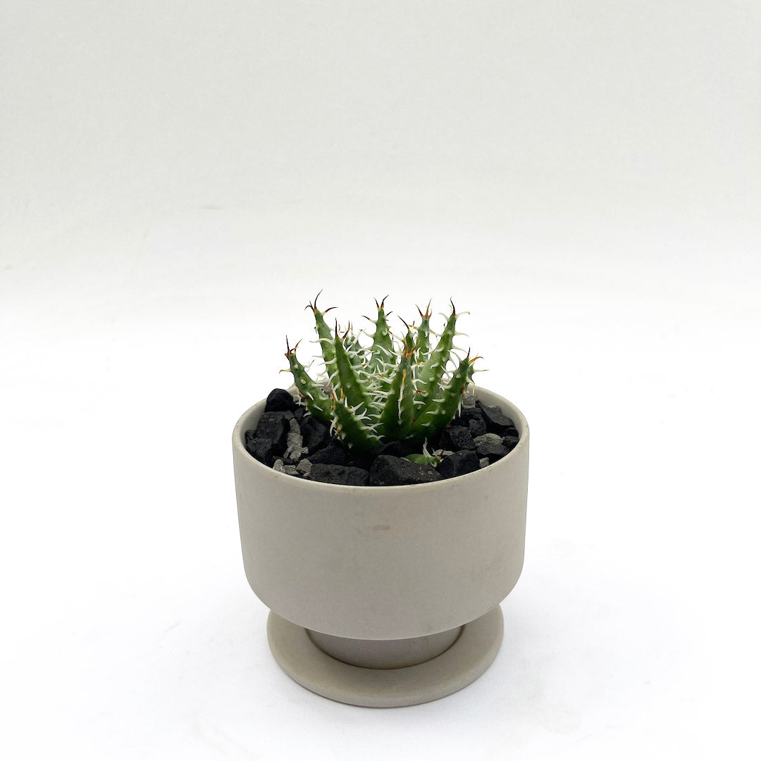 アロエ エリナケア POT SET
